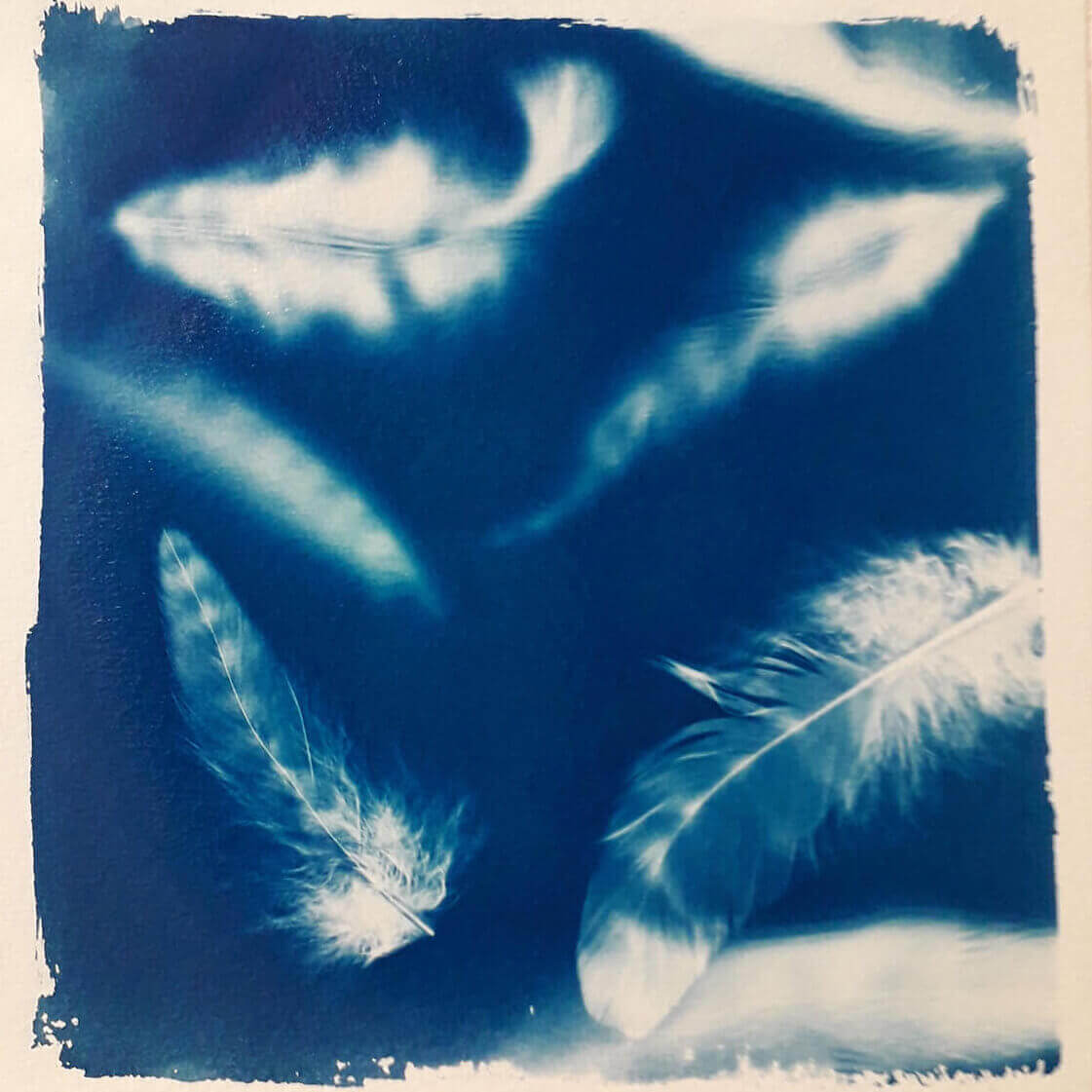 ozart - atelier cyanotype - empreinte plumes